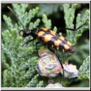 Leptura quadrifasciata - Vierbindiger Schmalbock 02.jpg